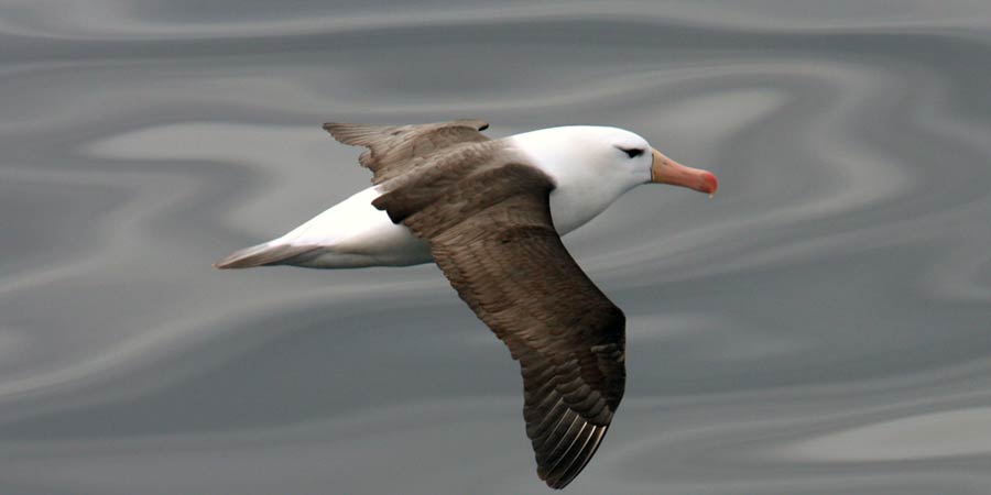Les albatros, maîtres des océans