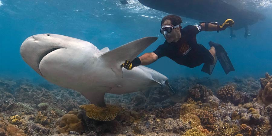 Attaques de requins, une gestion novatrice et raisonnée