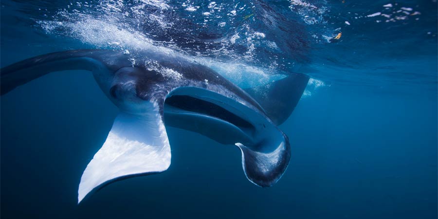 Une lueur d'espoir pour les raies manta