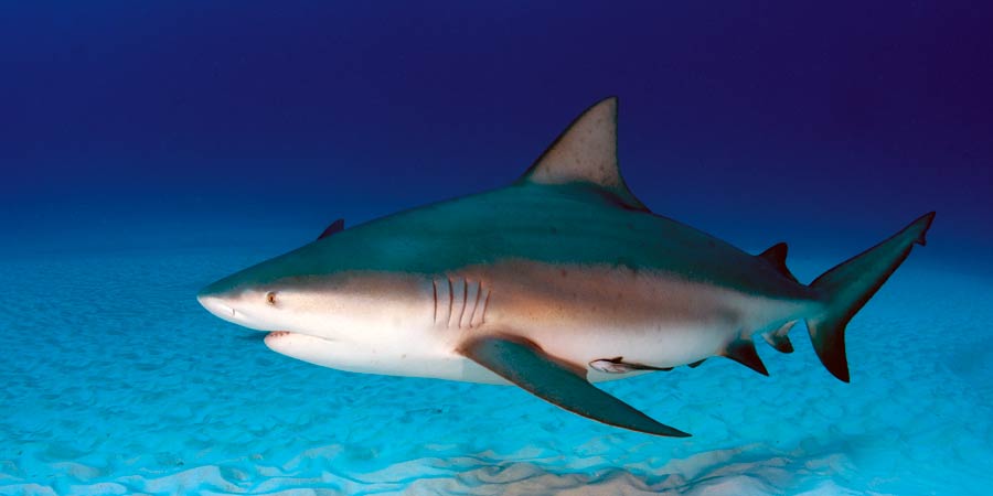 Cohabitation homme-requin : l'exemple de l'île de la Réunion