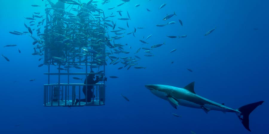 Les requins : de quel côté sont les prédateurs ?
