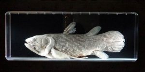 Coelacanthe