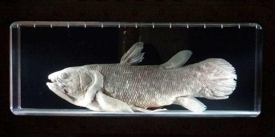 Coelacanth