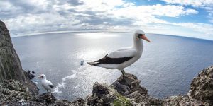 Malpelo