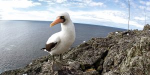 Malpelo