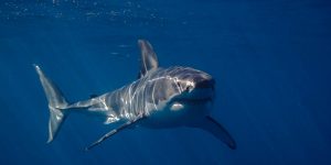 Requin blanc
