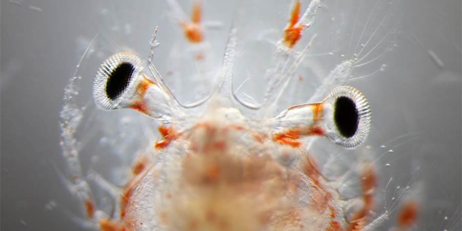 Le plancton, peuple de l'eau