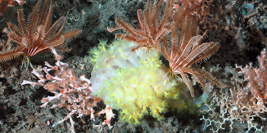 Reliefs et habitats sous-marins du golfe de Gascogne