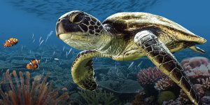 L'Odyssée de la tortue 3D