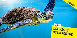 L'Odyssée de la tortue 3D