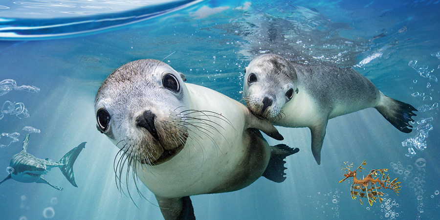 Sea lions, un destino frágil