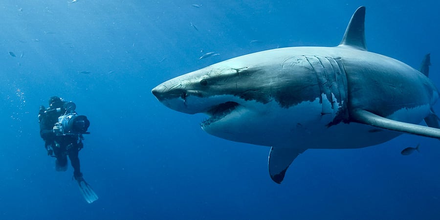 50 nuances de requins