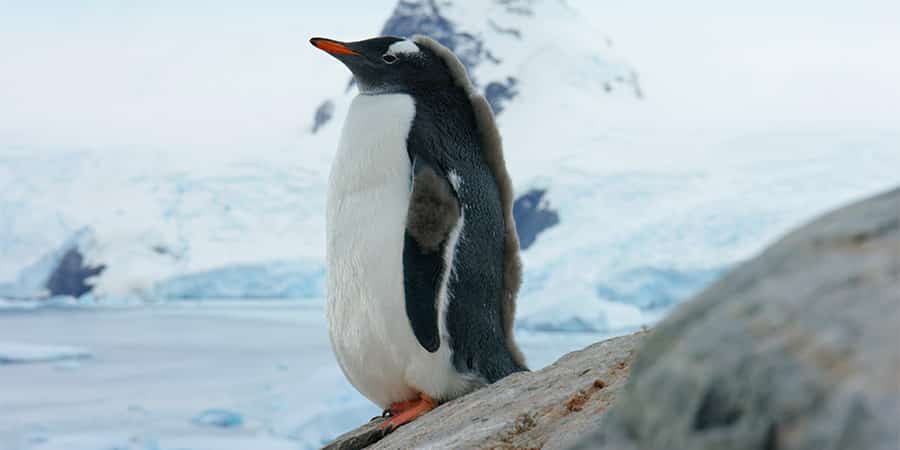 Pingouin de Gentoo