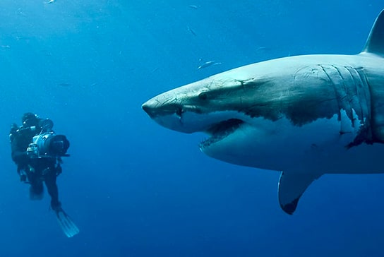 50 nuances de requins