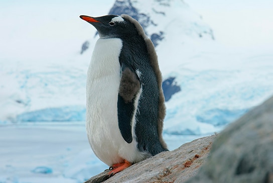 Pingouin de Gentoo