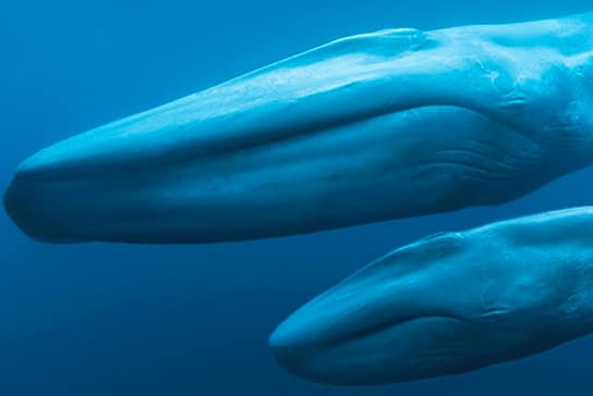 Blue Whales