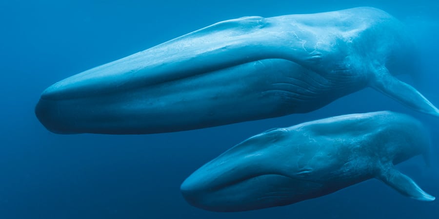 Blue Whales : Return of the Giants 3D