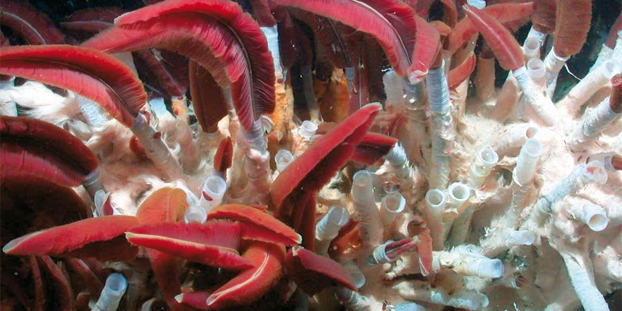 Dans les abysses, à bord de la dernière expédition Ifremer – Bicose