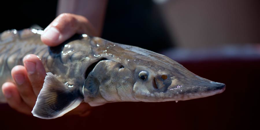 Le retour de l’esturgeon, poisson migrateur emblématique en Aquitaine