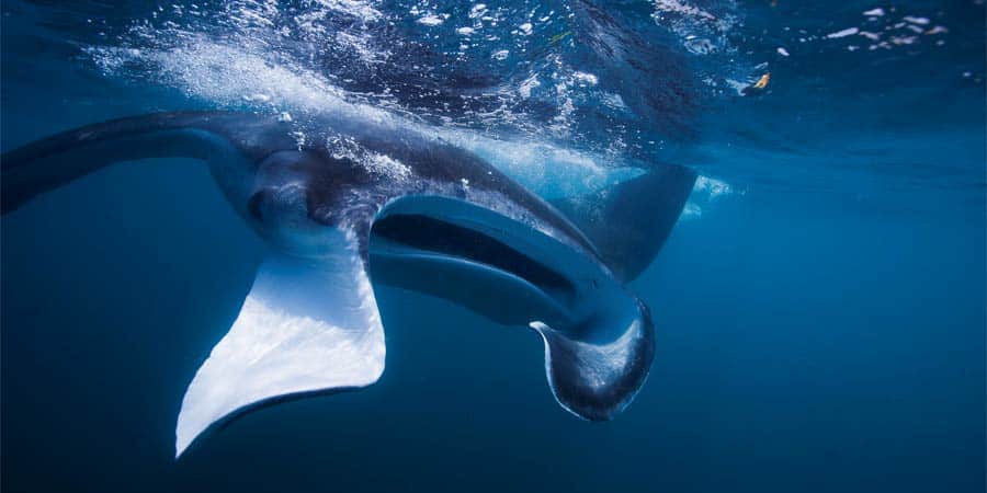 Une lueur d’espoir pour les raies manta