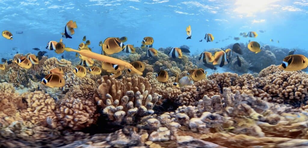 Rencontre interactive avec la faune marine en réalité virtuelle