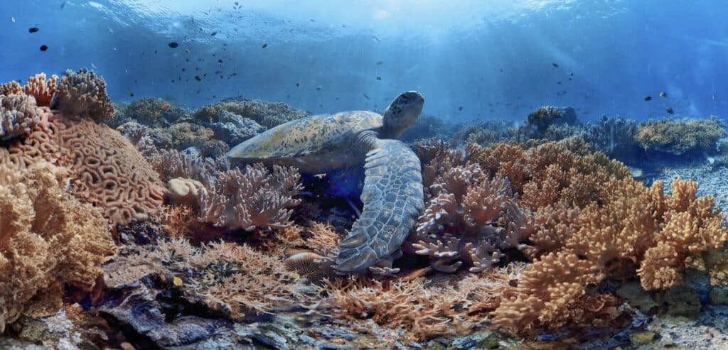 Interactive encounter with marine life in virtual reality