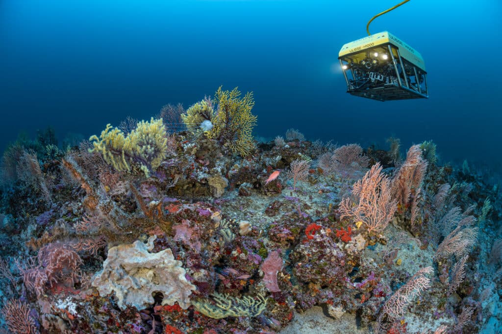 17072021-_DSC6827© Laurent Ballesta _ Andromède Océanologie _ Gombessa Expeditions