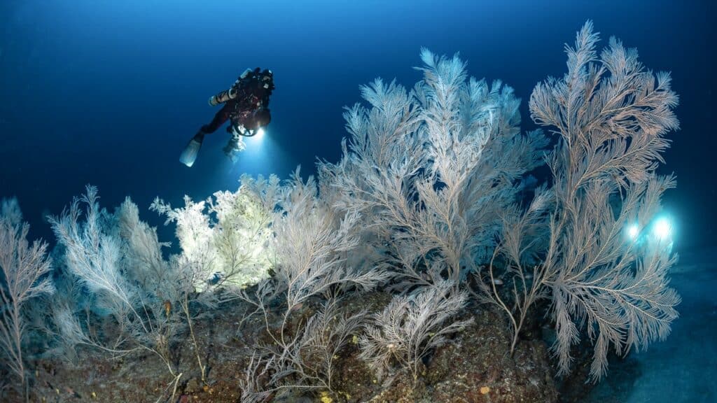 20072020-_DSC1921-© Laurent Ballesta _ Andromède Océanologie _ Gombessa Expeditions - Grande