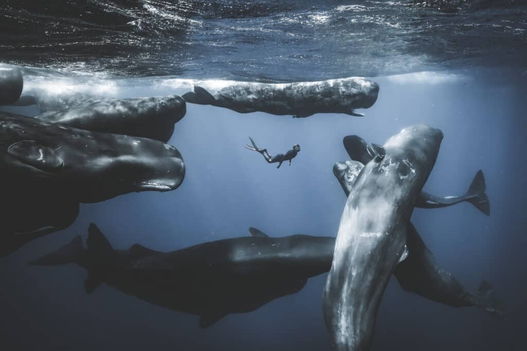 The Wildlife Odyssey - Photographie "Acceptation"