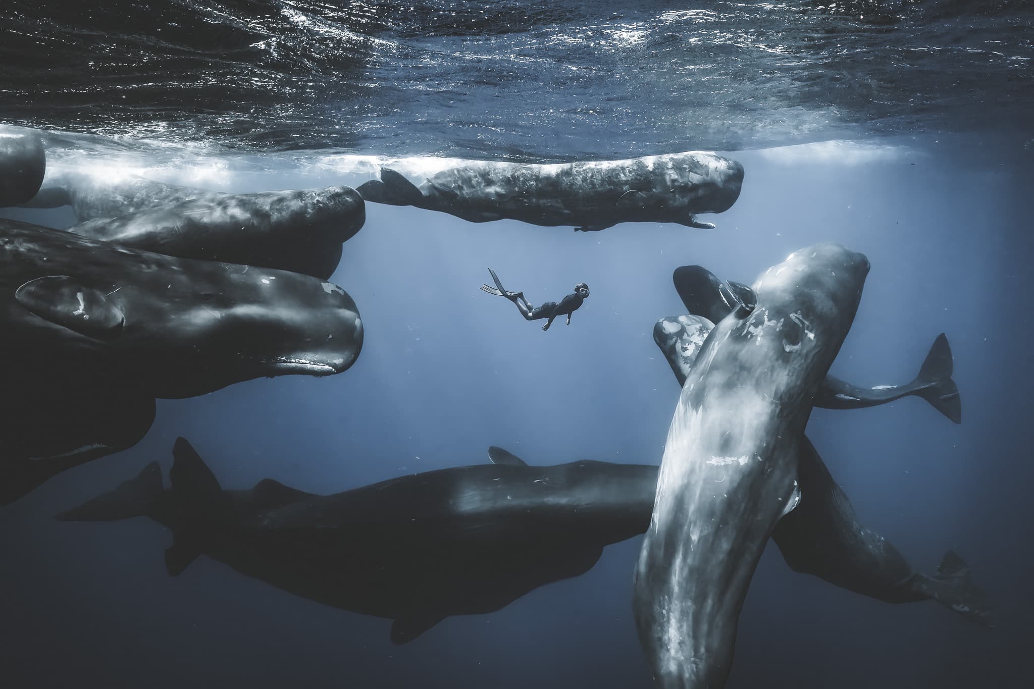 The Wildlife Odyssey - Photographie "Acceptation"